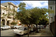 urban_forest.1.jpg (13476 bytes)
