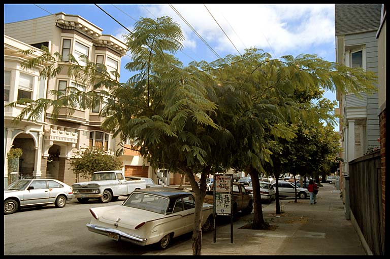 urban forest