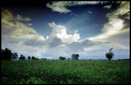 cottonfield-wild 9505 bytes