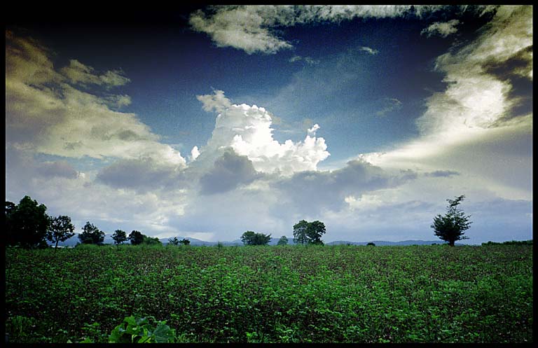cottonfield-wild