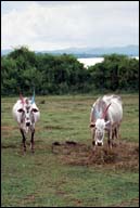 kabini cows 10548 bytes