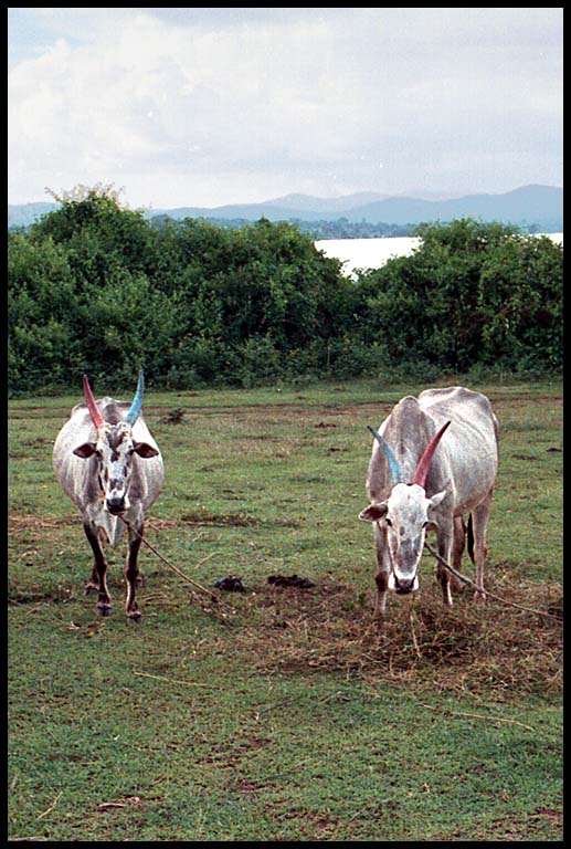 kabini cows