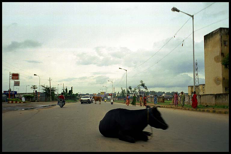 ngcr cow