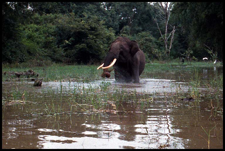 pissed tusker