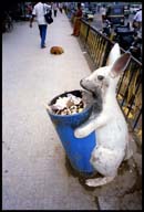 trash bunny 12021 bytes