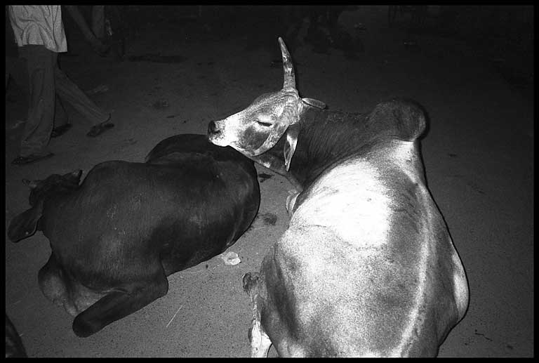 cows resting 1
