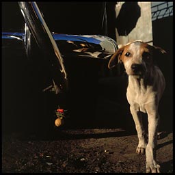 dog under taxi 12893 bytes