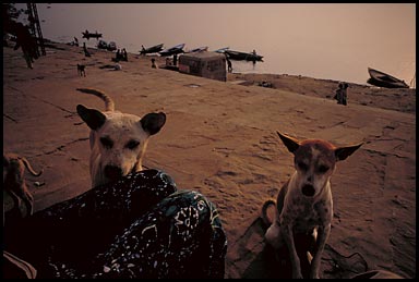 ganges dogs 85939 bytes