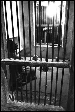 girl inside barred window 18614 bytes
