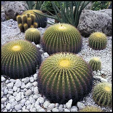 singapore airport cacti 44378 bytes