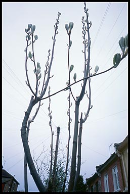 highbury lines   23232 bytes